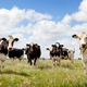 Cows standing in field looking at camera